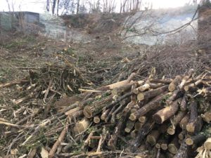 Travaux forestier, tempête, élagage et abattage d'arbre, Sud Landes et Pays Basque