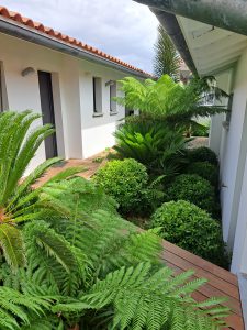 Massif de fougères entretenu le long d’une façade, espaces verts au Pays basque