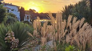 Jardin entretenu par Ñaño Élagage au coucher du soleil, graminées et palmier au Pays basque