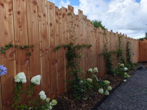Massif d’hortensias planté le long d’une palissade en bois, création de jardin