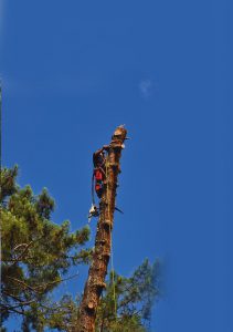 Arboriste grimpeur en cordes démontant un pin au Pays basque